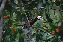 Palawan hornbill (Anthracoceros marchei) in fig tree,  Palawan Island, Philippines. Endangered