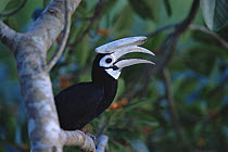 Palawan hornbill (Anthracoceros marchei) in fig tree,  Palawan Island, Philippines. Endangered