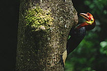 Rufous headed / Waldens hornbill (Aceros waldeni) male at nest hole, passing food to female inside.~~Panay Island, Philippines. Critically Endangered