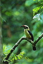 Visayan tarictic hornbill (Penelopides panini) male perched, Northwest Panay Island Natural Park, Philippines. Endangered