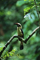 Visayan tarictic hornbill (Penelopides panini) male perched, Northwest Panay Island Natural Park, Philippines. Endangered