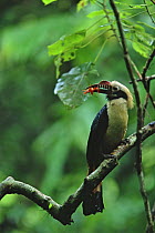 Visayan tarictic hornbill (Penelopides panini) male holding a land crab in its beak for delivery to the female and chicks in the nearby nest, Northwest Panay Island Natural Park, Philippines. Endanger...