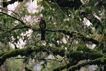 African crowned hornbill (Tockus alboterminatus) perched in the forest canopy, Kibale National Park, Uganda
