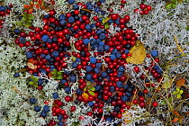 Wild fruit of the taiga - Cowberries {Vaccinium vitis-idaea}, Crowberries {Emptrum nigrum} and Cranberries {Vaccinium oxycoxxos} Laponia / Lappland , Finland