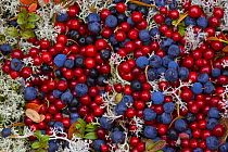 Wild fruit of the taiga - Cowberries {Vaccinium vitis-idaea}, Crowberries {Emptrum nigrum} and Cranberries {Vaccinium oxycoxxos} Laponia / Lappland , Finland