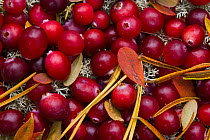 Wild fruit of the taiga - Cranberries (Vaccinium oxycoccos), Laponia / Lappland , Finland