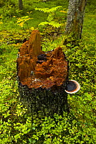 Stump of a fallen tree in Taiga woodland, Laponia / Lappland , Finland
