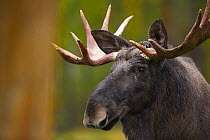 Moose (Alces alces) in Taiga woodland, Laponia / Lappland , Finland