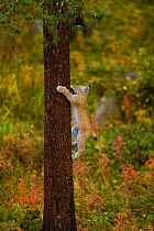 European lynx (Lynx lynx) climbing tree trunk in taiga woodland, autumn, Laponia / Lappland , Finland  Captive
