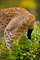 European lynx (Lynx lynx) close up of rear legs and short tail, Laponia / Lappland , Finland Captive