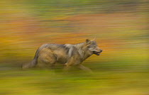 European grey wolf (Canis lupus lupus) soft focus running, Laponia / Lappland , Finland