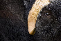 Muskox (Ovibos moschatus) close up of face and horn, Laponia / Lappland , Finland