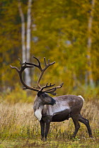 Reindeer (Rangifer tarandus) standing in taiga woodland, autumn, Laponia / Lappland , Finland