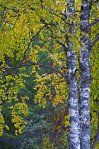 Birch tree in autumn, Taiga woodland, Laponia / Lappland , Finland