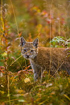 Young European lynx {Lynx lynx} Laponia / Lappland , Finland Captive
