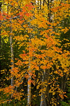 Rowan tree in taiga woodland in autumn, Laponia / Lappland , Finland