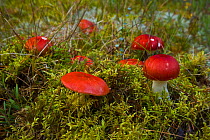 Russula fungus {Russula sp} growing in taiga woodland in autumn, Laponia / Lappland , Finland