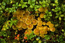Fungus (Hypholoma caprioides) growing in taiga woodland, Laponia / Lappland , Finland