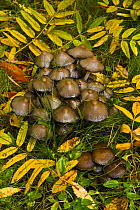 Ink cap fungus {Coprinus acuminatus} in taiga woodland, autumn, Laponia / Lappland , Finland