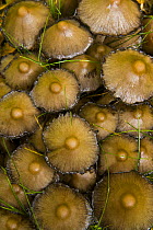 Ink cap fungus {Coprinus acuminatus} in taiga woodland, autumn, Laponia / Lappland , Finland