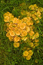 Fungus {Pholiota spumosa} growing in taiga woodland, Laponia / Lappland , Finland