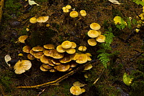 Fungus {Pholiota alnicola} growing in taiga woodland, Laponia / Lappland , Finland