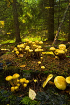 Fungus {Pholiota alnicola} growing in taiga woodland, Laponia / Lappland , Finland