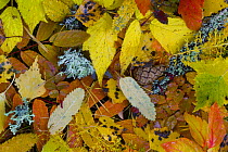Fallen Leaves, lichen and fir cones in taiga woodland, autumn, Laponia / Lappland , Finland