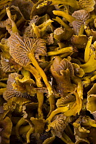 Chanterelle fungus (Cantharellus tubaeformis) harvested from taiga woodland, Laponia / Lappland , Finland