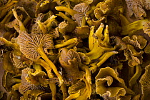 Chanterelle fungus (Cantharellus tubaeformis) harvested from taiga woodland, Laponia / Lappland , Finland