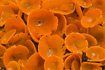 Orange peel fungus (Aleuria aurantia) from taiga woodland, autumn, Laponia / Lappland , Finland