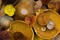 Various species of cut toadstools harvested from taiga woodland, gills upward, Laponia / Lappland , Finland