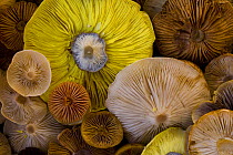 Various species of cut toadstools harvested from taiga woodland, gills upward, Laponia / Lappland , Finland