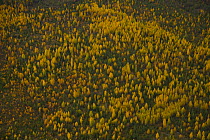 Aerial view of taiga woodland in autumn, Laponia / Lappland , Finland