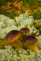 Cep /  Bolete fungus (Boletus edulis) growing amongst lichen in taiga woodland, Laponia / Lappland , Finland