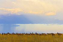 Topi (Damaliscus lunatus) herd on savanna, Masai Mara National Reserve, Kenya, Africa