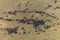 Aerial view of Wildebeest (Connochaetes taurinus) herd migrating, Masai Mara National Reserve, Kenya, Africa