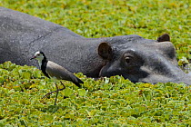 Hippopotamus (Hippopotamus amphibius) and African jacana (Actophilornis africana) in pool covered with Water hyacinth, Masai Mara National Reserve, Kenya, Africa