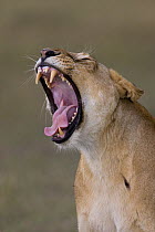 African Lion (Panthera leo) female yawning, Masai Mara National Reserve, Kenya, Africa