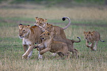 African Lion (Panthera leo) juveniles welcome female with playfighting, Masai Mara National Reserve, Kenya, Africa