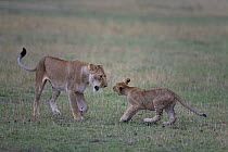 African Lion (Panthera leo) female interacting with juvenile, Masai Mara National Reserve, Kenya, Africa