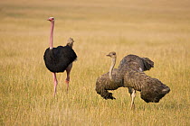 Ostrich (Struthio camelus) pair courtship display, Masai Mara National Reserve, Kenya, Africa