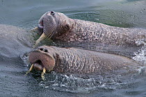 Pacific Walrus (Odobenus rosmarus divergens) two bulls in water, Round Island, Bering Sea, Bristol Bay, Alaska, USA