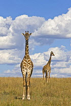 Masai Giraffe (Giraffa camelopardalis tippelskirchi) two adults, Masai Mara National Reserve, Kenya, Africa