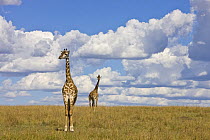 Masai Giraffe (Giraffa camelopardalis tippelskirchi) two adults, Masai Mara National Reserve, Kenya, Africa