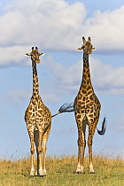 Masai Giraffe (Giraffa camelopardalis tippelskirchi) male and female, Masai Mara National Reserve, Kenya, Africa