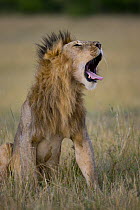African Lion (Panthera leo) male yawning, Masai Mara National Reserve, Kenya, Africa