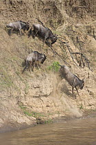 Wildebeest (Connochaetes taurinus) jumping down riverbank to cross the Mara River during migration, Masai Mara National Reserve, Kenya