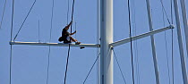 Crewman sitting on cross-tree, Saint Barths Bucket Super Yacht Regatta, Caribbean, March 2009.