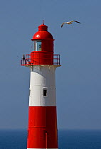 Gull flying past lighthouse in Valparaiso, Chile, 2008.